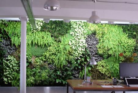 生态植物墙的设计原则？什么是生态植物墙？
