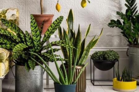 适合室内的植物哪些不错？室内的植物种植要注意什么？